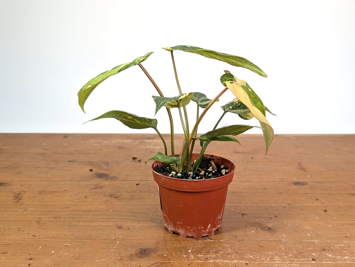 Philodendron Gloriosum Variegated (Type 2) - EXACT Plant #20D