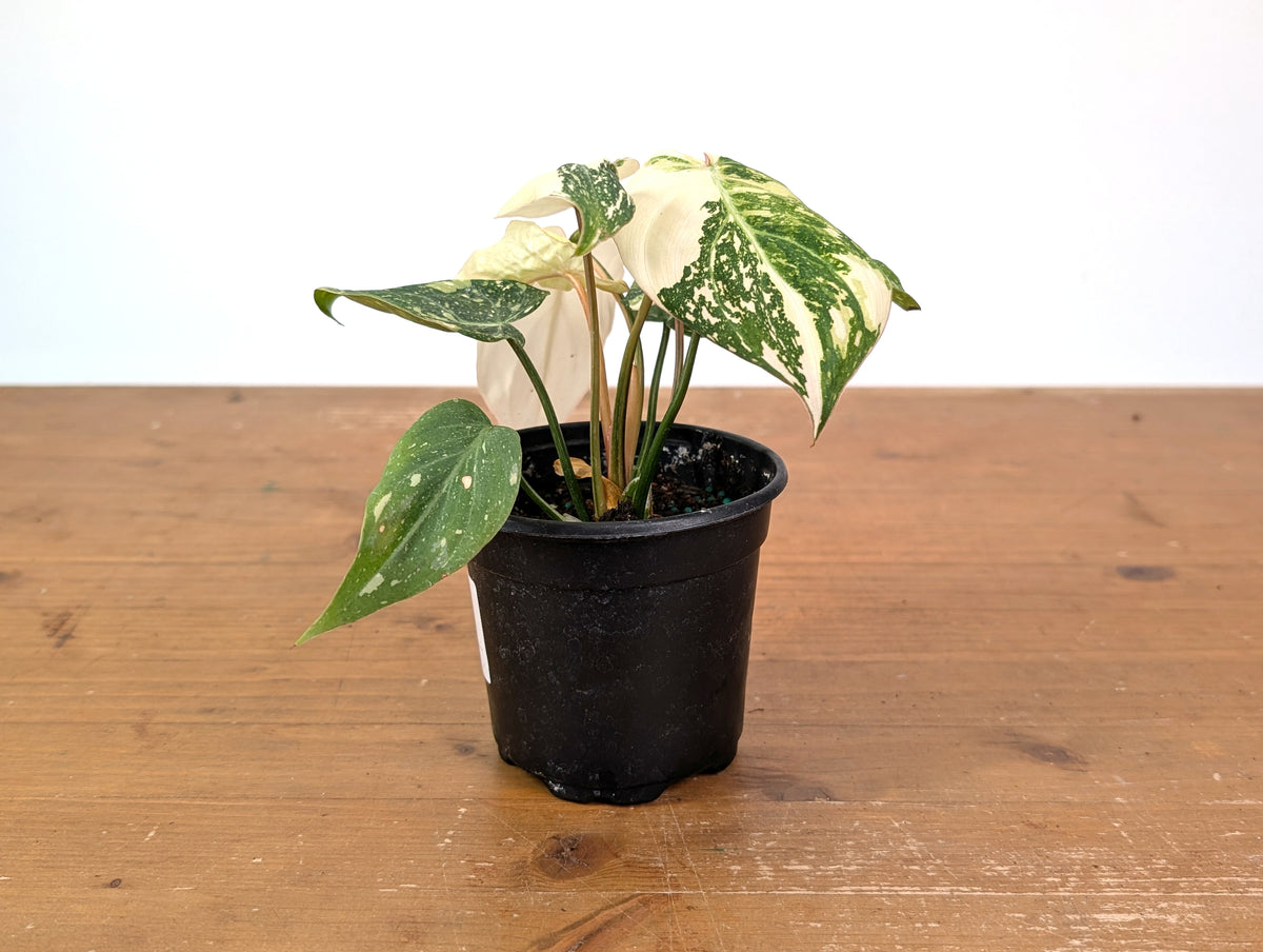 Philodendron Gloriosum Variegated Full Moon (Type 2) - EXACT Plant #20C