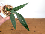 Anthurium Wendlingeri
