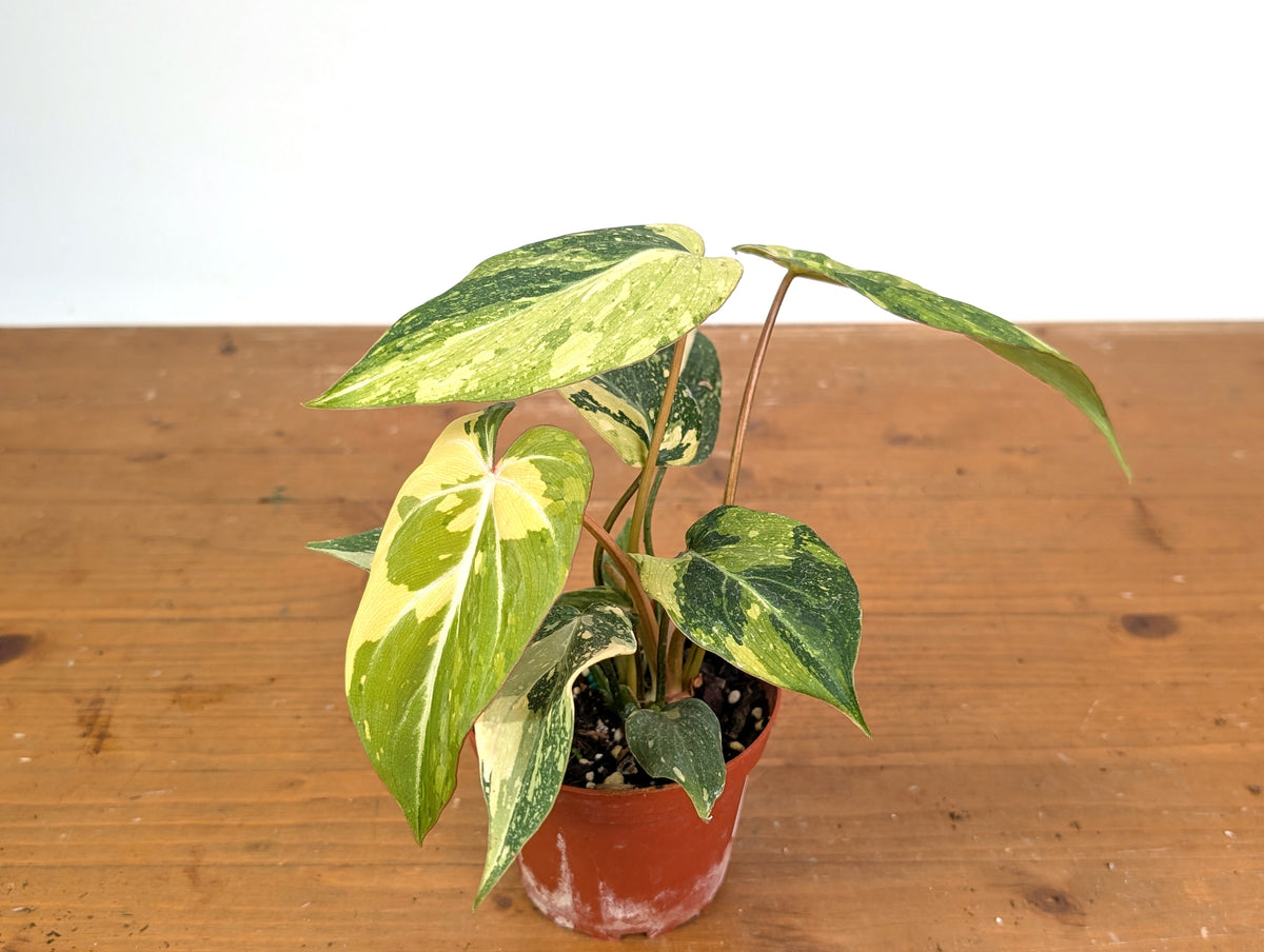 Philodendron Gloriosum Variegated (Type 2) - EXACT Plant #20D