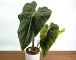 Philodendron Gloriosum x Maximum Variegated - Exact Plant #24A HUGE Leaf over 12" in 6" Pot