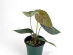 Anthurium Forgetii x Luxurians
