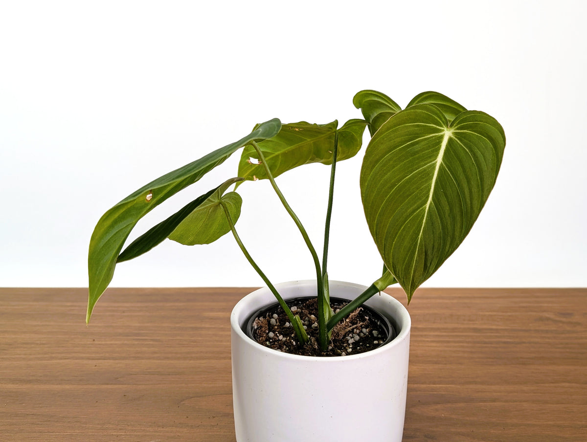 Philodendron Glorious (Gloriosum x Melanochrysum)