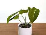 Philodendron Glorious (Gloriosum x Melanochrysum)