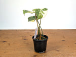Philodendron Gloriosum Variegated (Type 2) - EXACT Plant #19E