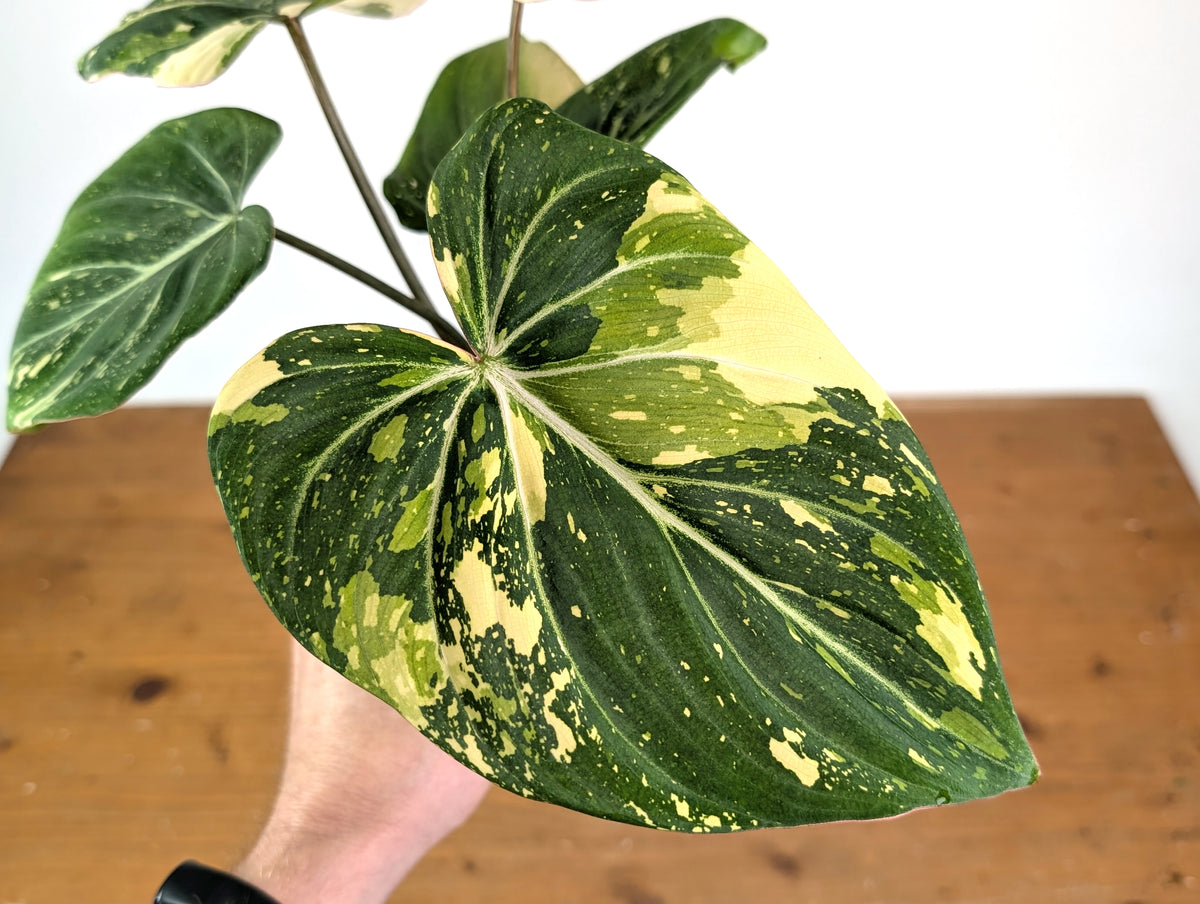 Philodendron Gloriosum Variegated (Type 2) - EXACT Plant #20F