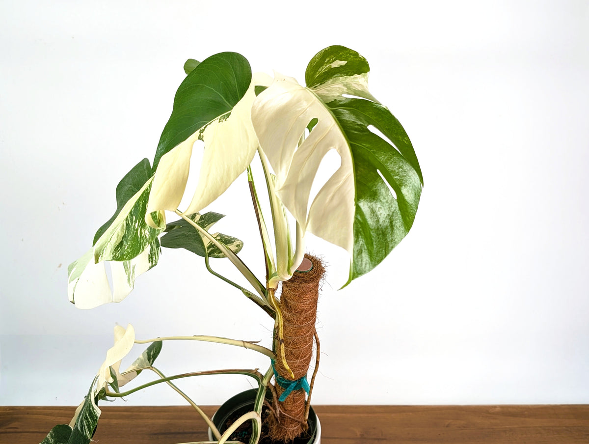 Monstera Borsigniana Albo Variegata - Exact Plant #20C - 6" Pot