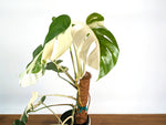 Monstera Borsigniana Albo Variegata - Exact Plant #20C - 6" Pot