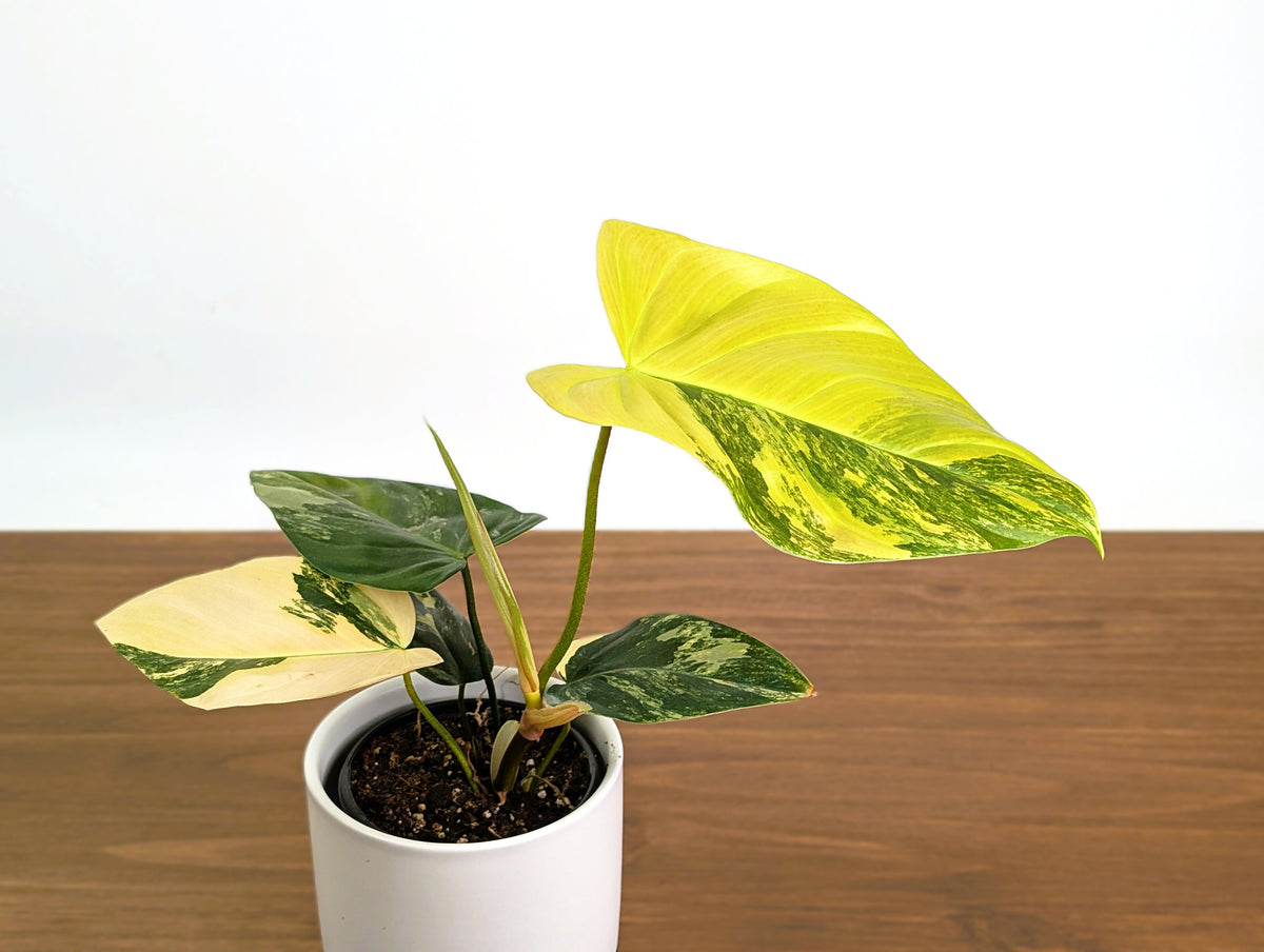 Philodendron Florida Beauty × Fuzzy Petiole Variegated - Exact Plant #31A - One of a Kind