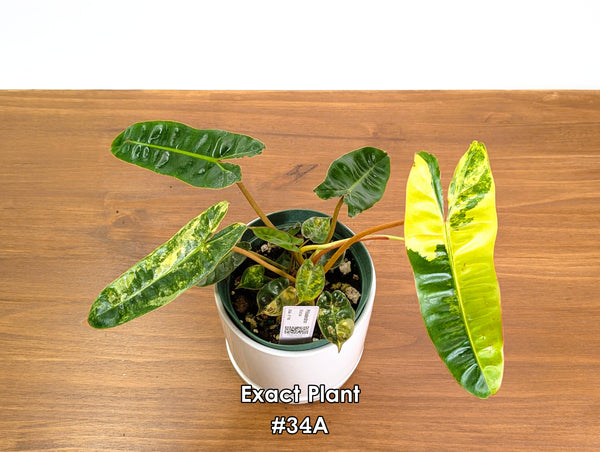 Philodendron Billietiae Variegated - Exact Plant Selection