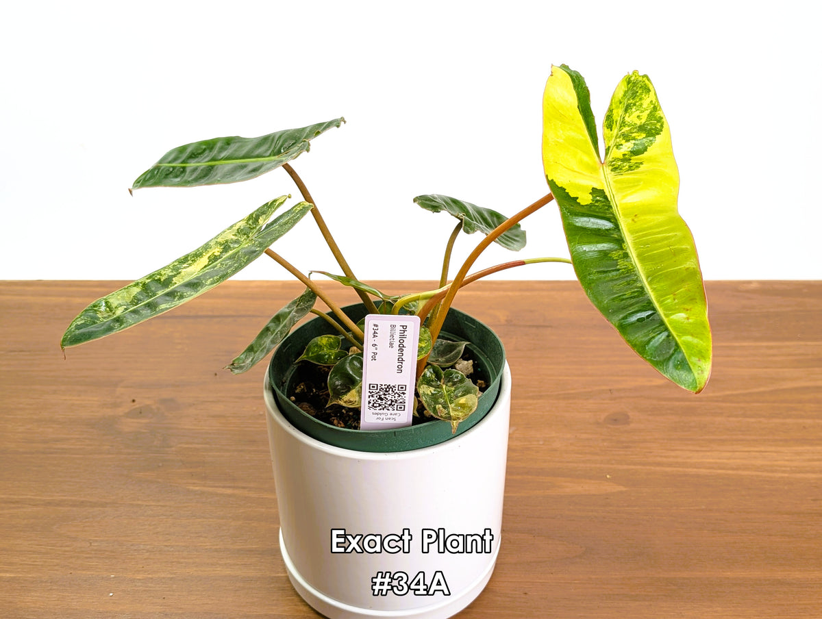 Philodendron Billietiae Variegated - Exact Plant Selection
