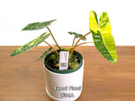 Philodendron Billietiae Variegated - Exact Plant Selection