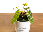 Philodendron Billietiae Variegated - Exact Plant Selection