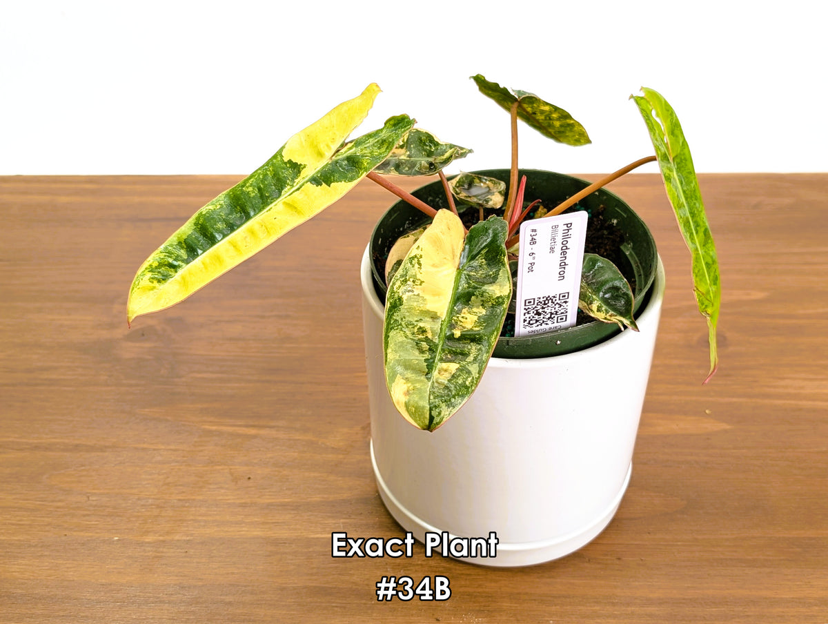 Philodendron Billietiae Variegated - Exact Plant Selection