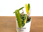 Philodendron Billietiae Variegated - Exact Plant Selection