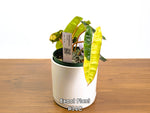 Philodendron Billietiae Variegated - Exact Plant Selection