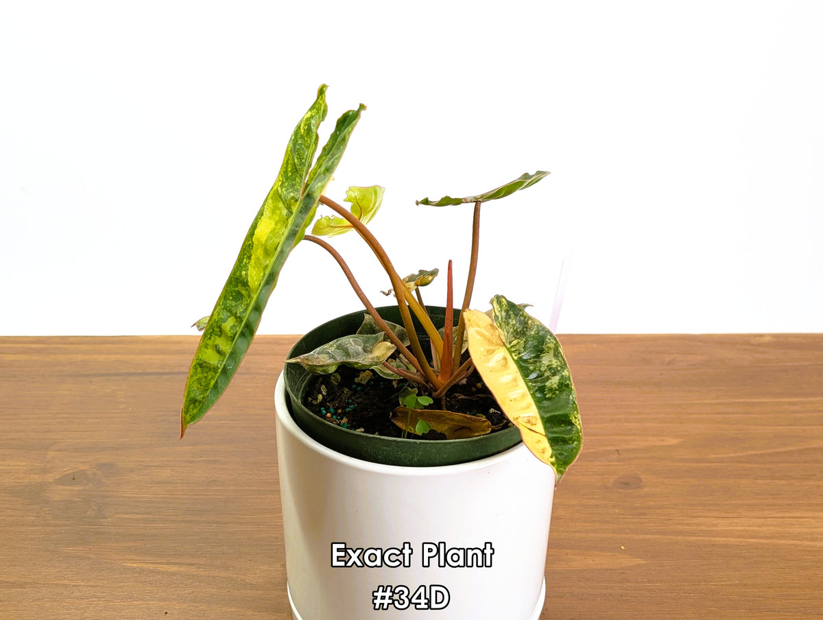 Philodendron Billietiae Variegated - Exact Plant Selection
