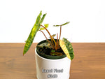 Philodendron Billietiae Variegated - Exact Plant Selection