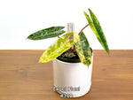 Philodendron Billietiae Variegated - Exact Plant Selection