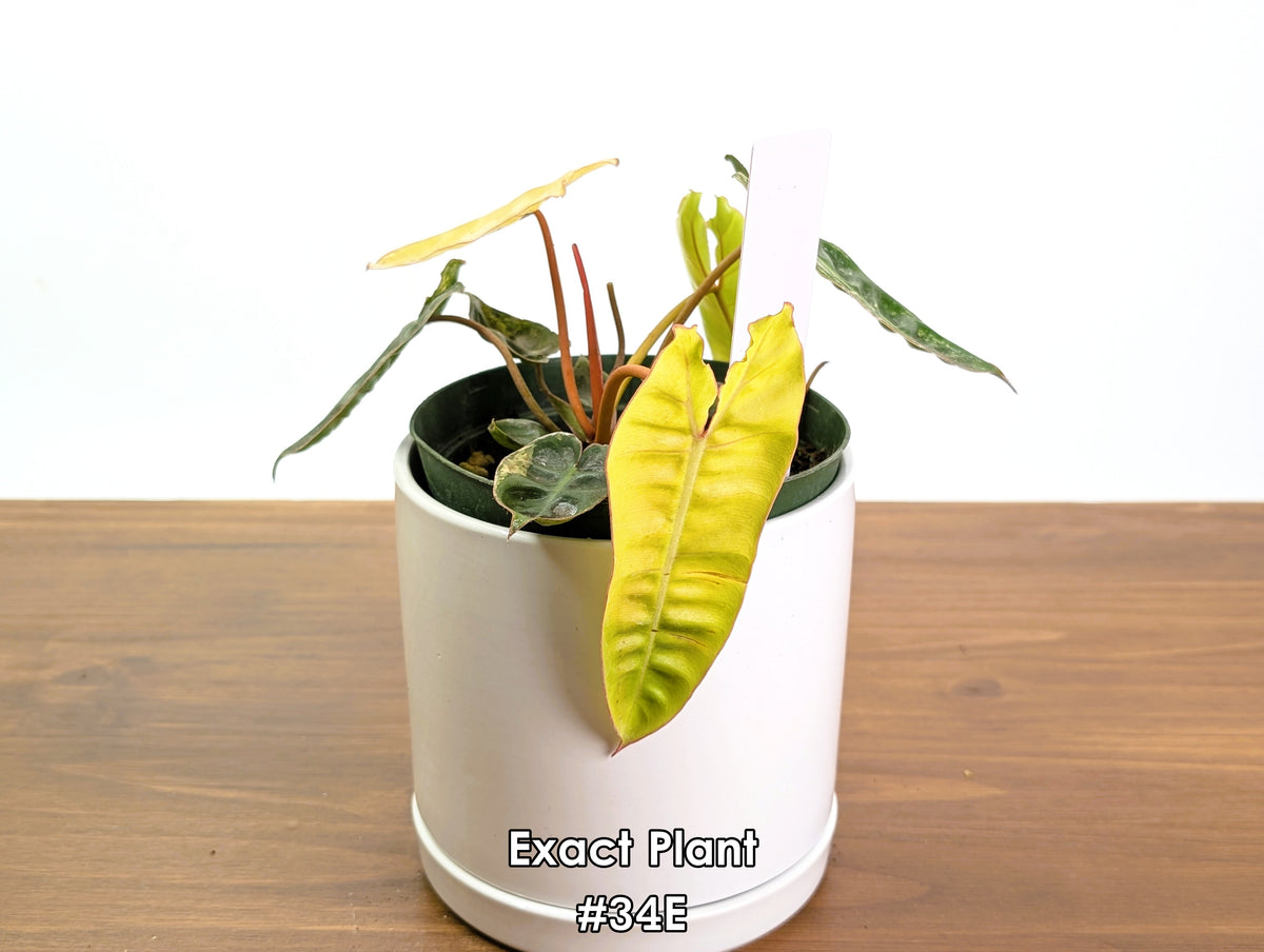 Philodendron Billietiae Variegated - Exact Plant Selection