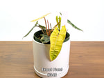 Philodendron Billietiae Variegated - Exact Plant Selection