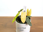 Philodendron Billietiae Variegated - Exact Plant Selection