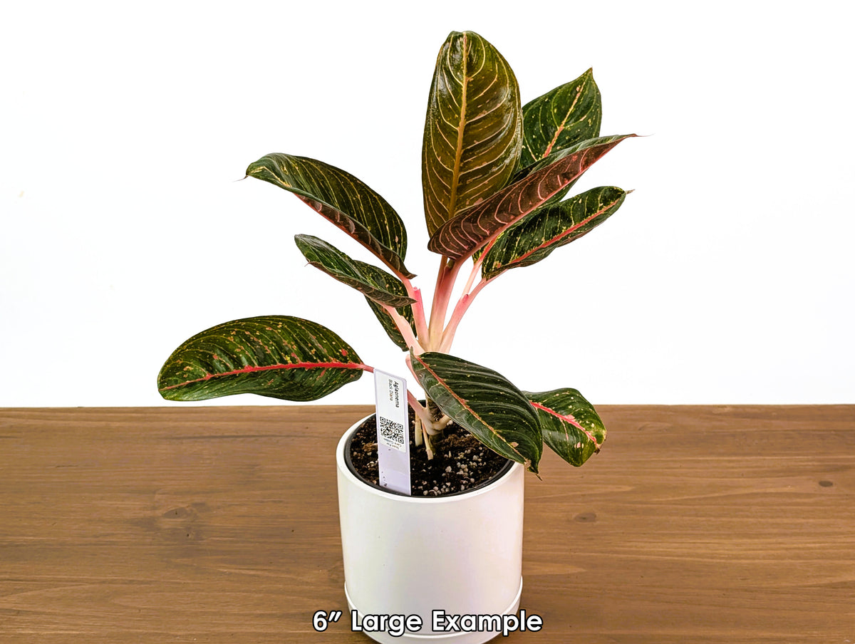 Aglaonema Black Diana
