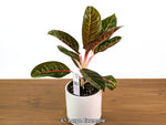 Aglaonema Black Diana