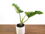 Philodendron Narrow 'Jungle Boogie' Variegated - Exact Plant #20A - 6 inch pot