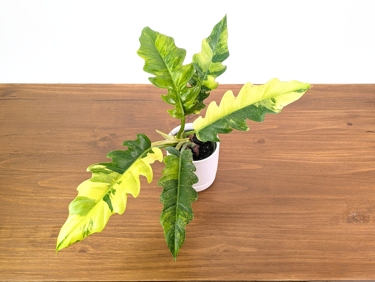 Philodendron Narrow 'Jungle Boogie' Variegated - Exact Plant #20B