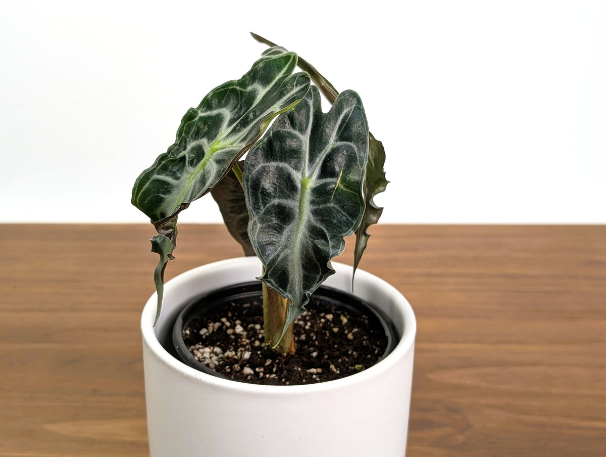 Alocasia Venom