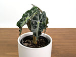 Alocasia Venom