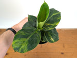 Musa Cavendish Dwarf Variegated Banana Tree