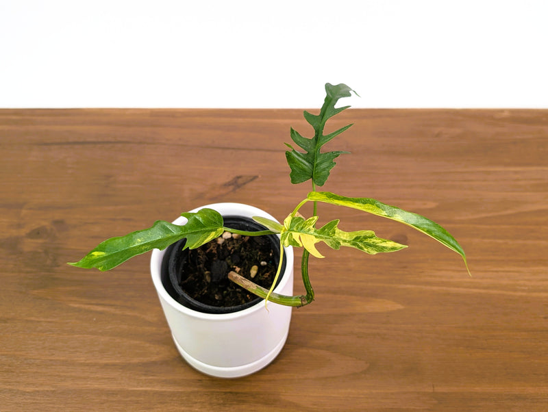 Philodendron Florida Beauty Variegated x Tortum Exact Plant in 4" - #20A