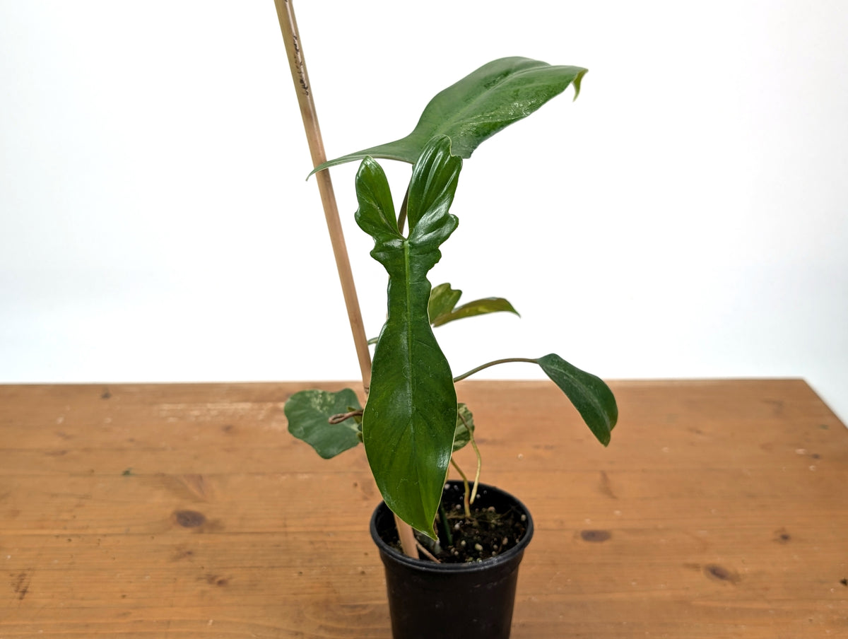 Philodendron Florida Beauty x Mayoi - Exact Plant #10B