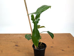 Philodendron Florida Beauty x Mayoi - Exact Plant #10B