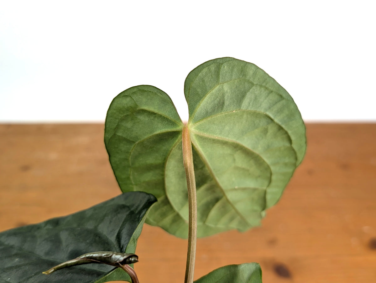 Anthurium Dressleri x Black Diamond