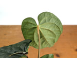 Anthurium Dressleri x Black Diamond