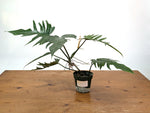 Philodendron Florida Beauty x Tortum (Green) Exact Plant #37A