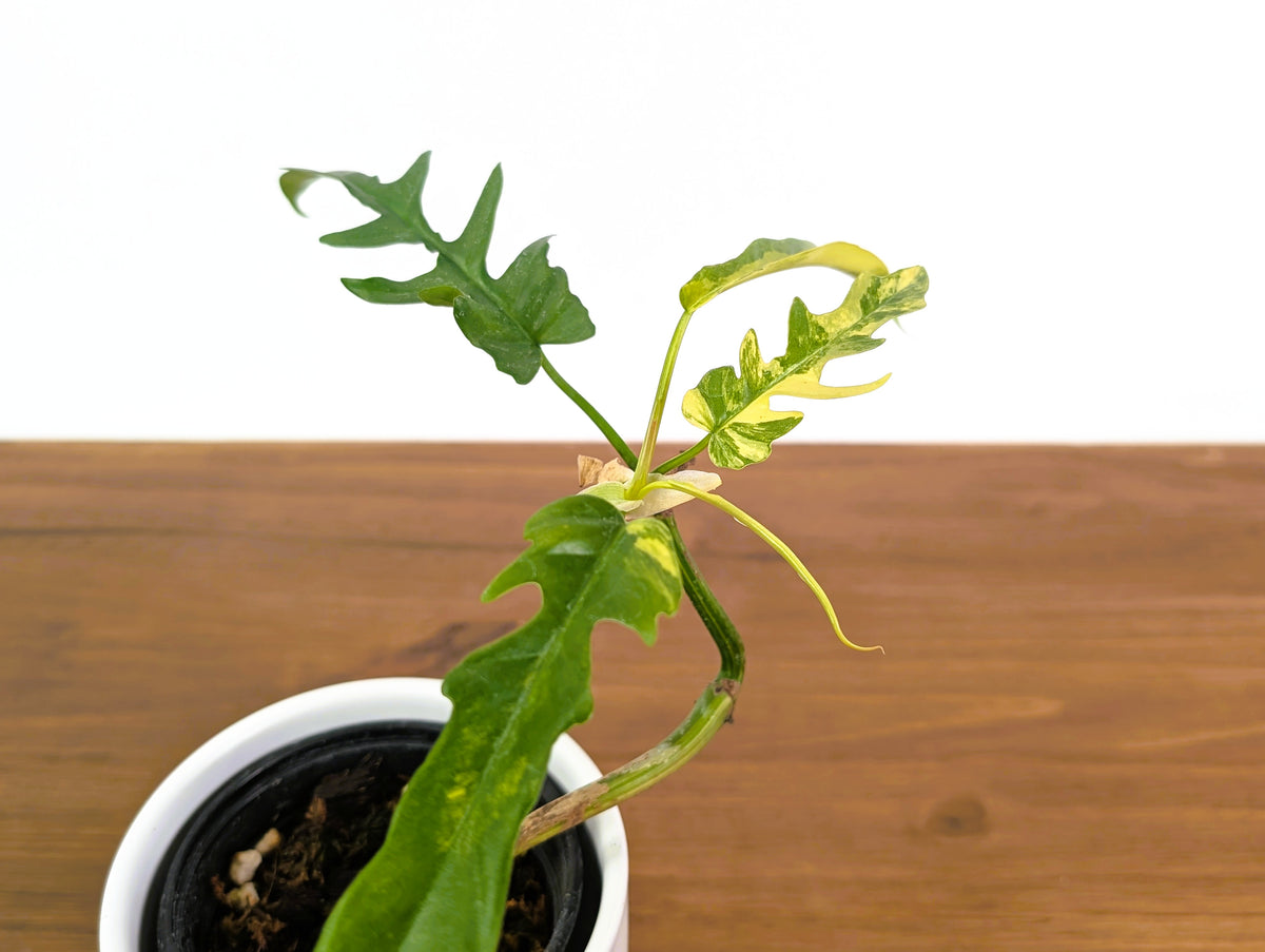 Philodendron Florida Beauty Variegated x Tortum Exact Plant in 4" - #20A