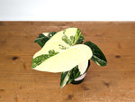 Philodendron Gloriosum Variegated (Type 2) - EXACT Plant #19A