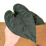 Anthurium Dressleri x Black Diamond