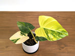 Philodendron Florida Beauty × Fuzzy Petiole Variegated - Exact Plant #31A - One of a Kind