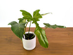 Philodendron Florida Beauty x Mayoi Variegated - Exact Plant #24A in 4" Pot