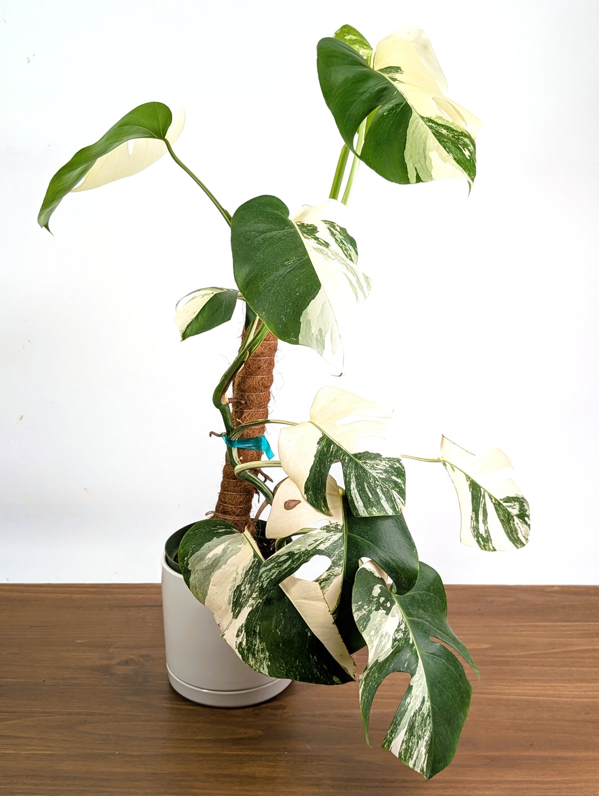 Monstera Borsigniana Albo Variegata - Exact Plant #20C - 6" Pot