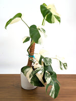 Monstera Borsigniana Albo Variegata - Exact Plant #20C - 6" Pot