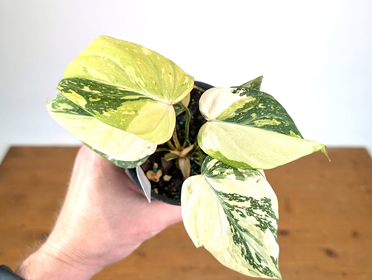 Philodendron Gloriosum Variegated (Type 2) - EXACT Plant #20E