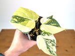 Philodendron Gloriosum Variegated (Type 2) - EXACT Plant #20E