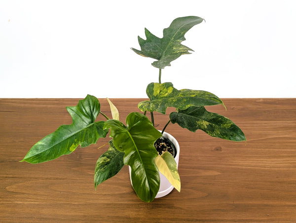 Philodendron Florida Beauty x Mayoi Variegated - Exact Plant #27B in 4" Pot