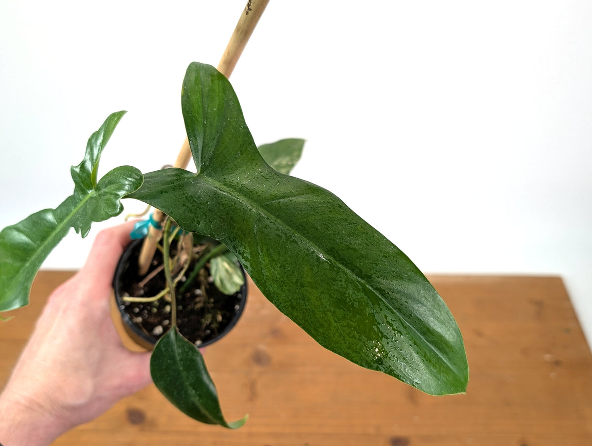 Philodendron Florida Beauty x Mayoi - Exact Plant #10B